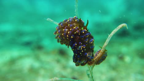 two ornate trinchesia yamasui nudibranchs rest on stick near coral reef