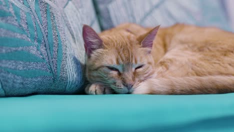 cat sleeping on a sofa with blue cushions