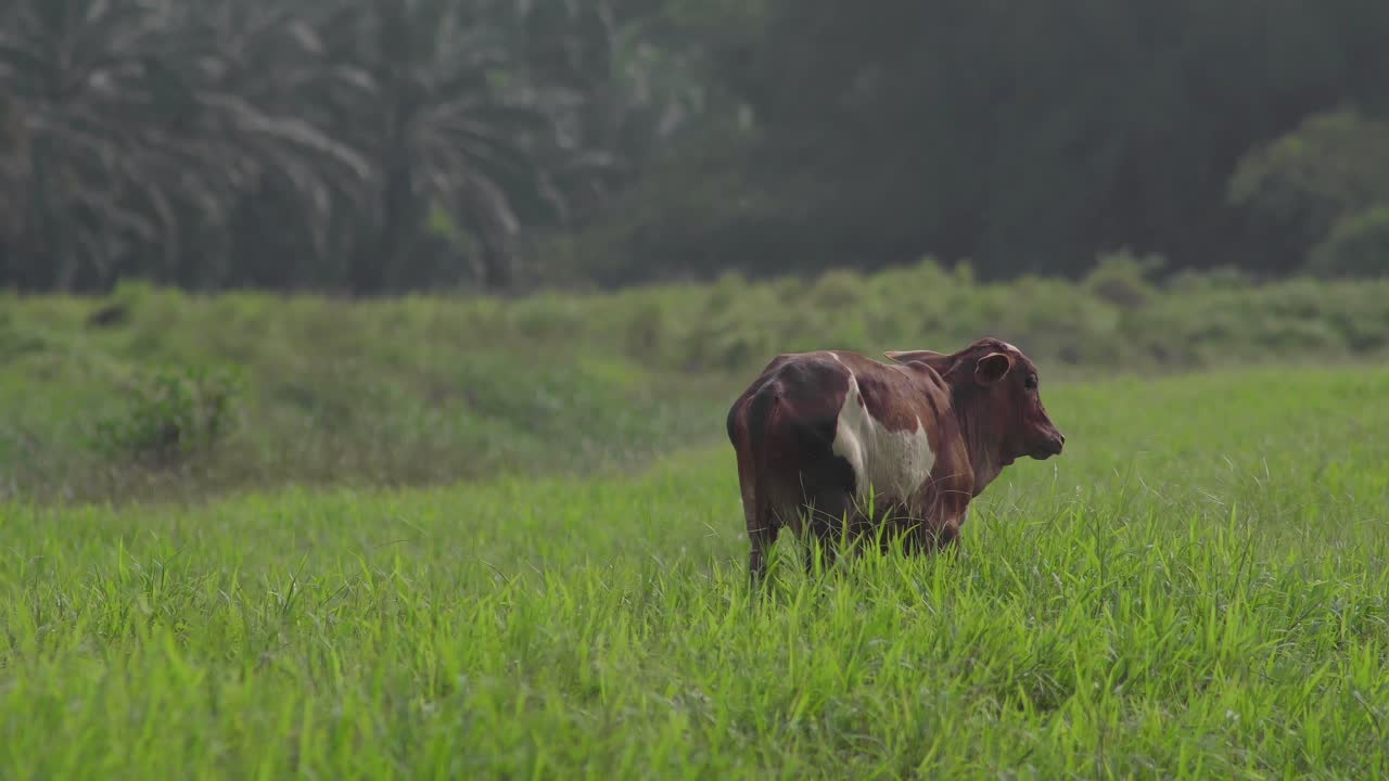 vaca en el hermoso prado