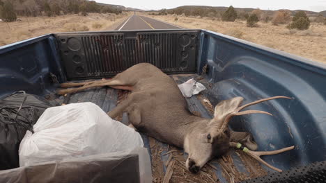 transportation of a dead deer buck lying on the back of a pick up