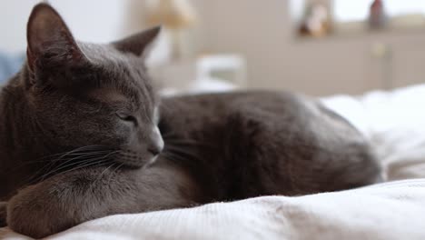 Gato-Gris-Poniéndose-Cómodo-En-La-Cama