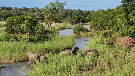 Manada-De-Elefantes-Africanos-Cruzando-El-Río-Y-Bebiendo-Agua-En-La-Hierba-Alta