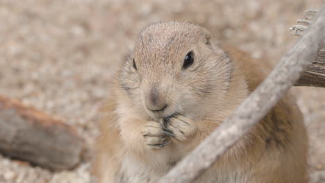 Adorable-Black-tailed-Prairie-Dog-Feeding.-Close-up-Shot