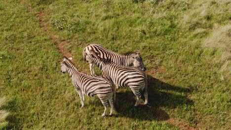 Drohnenaufnahmen-Von-Drei-Männlichen-Zebras,-Die-Nebeneinander-Stehen