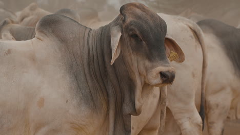 une vache brahmane mâle marchant parmi sa propre espèce