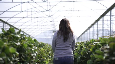 woman in a greenhouse with growing strawberry fruit plantation