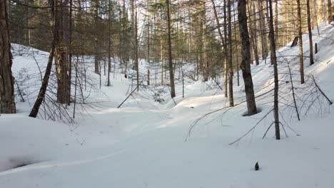 snowy deciduous woodland in spring sunshine