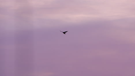 black bird flies through sky at sunset