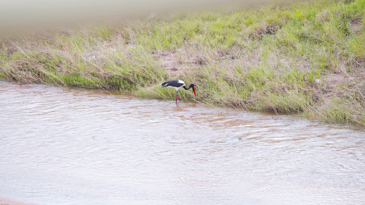 pájaro cigüeña de pico de silla vadeando en la corriente del río, pastando a lo largo de la orilla