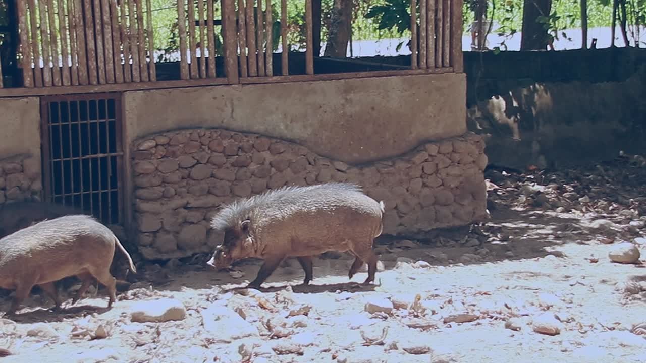 una pareja de machos y hembras de especies en peligro crítico de extinción de cerdos verrugos de visayan o sus cebifrones caminando a su guarida en un centro de conservación en amlan, filipinas