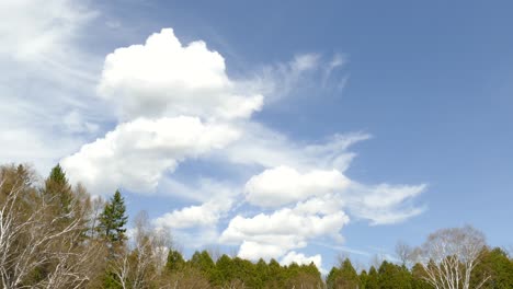 cumulus clouds being formed and blown by the wind in a blue sky, over forest area