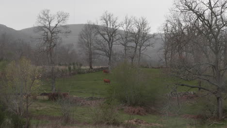 Vacas-En-Un-Gran-Lugar-Verde