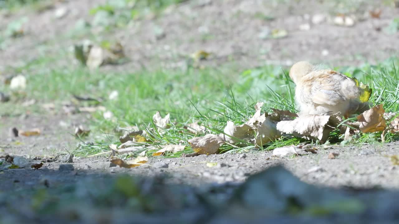 A small chick in the grass and leaves