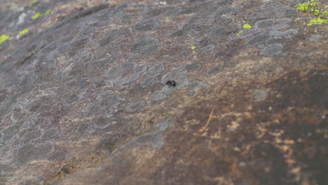 ant crawling along a large rock face