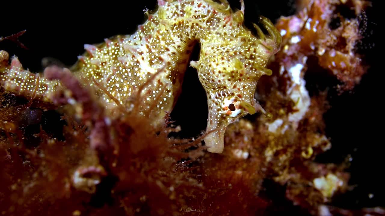 해마 breviceps 짧은 머리 해마 사우스 오스트레일리아 4k 25fps