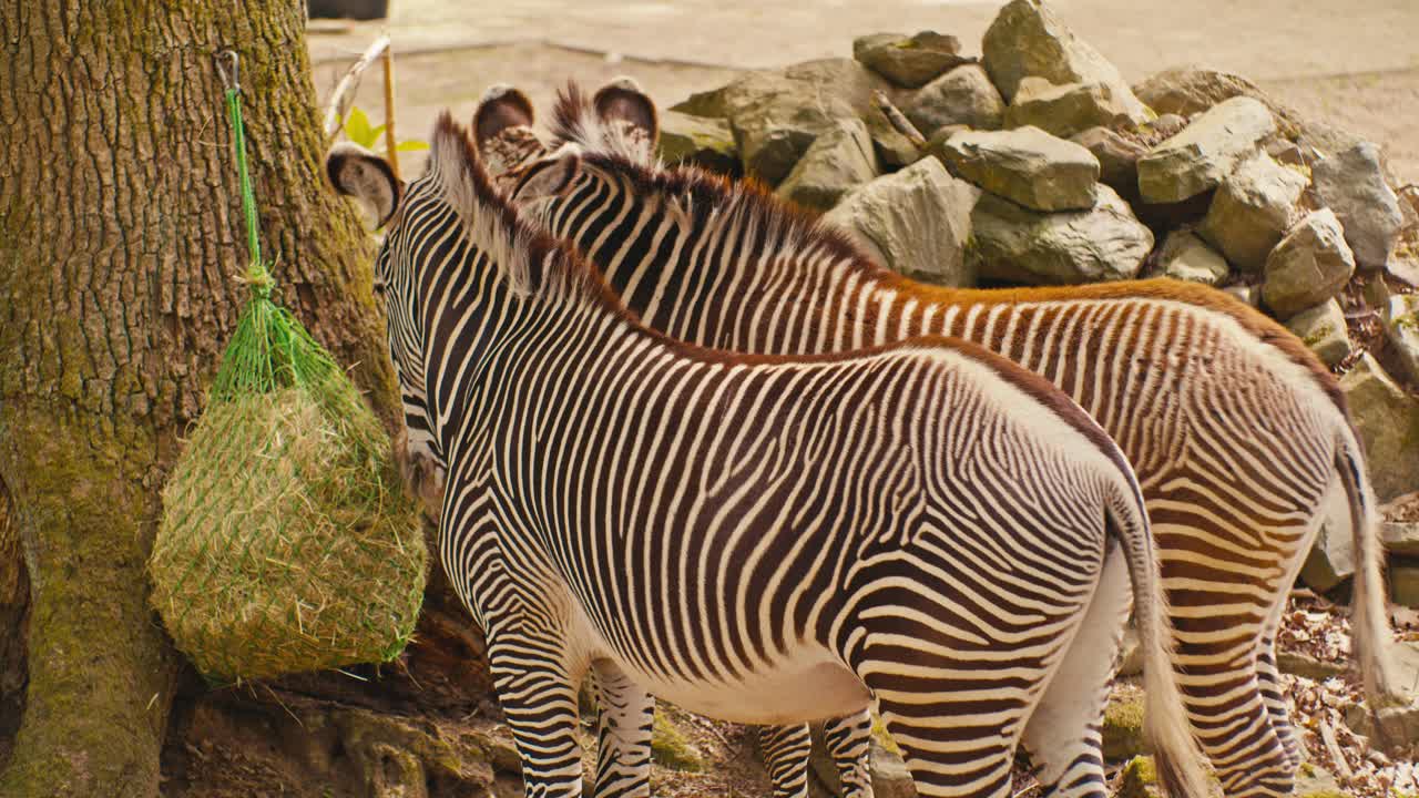 two zebras wildlife animals in the zoo, digital film look