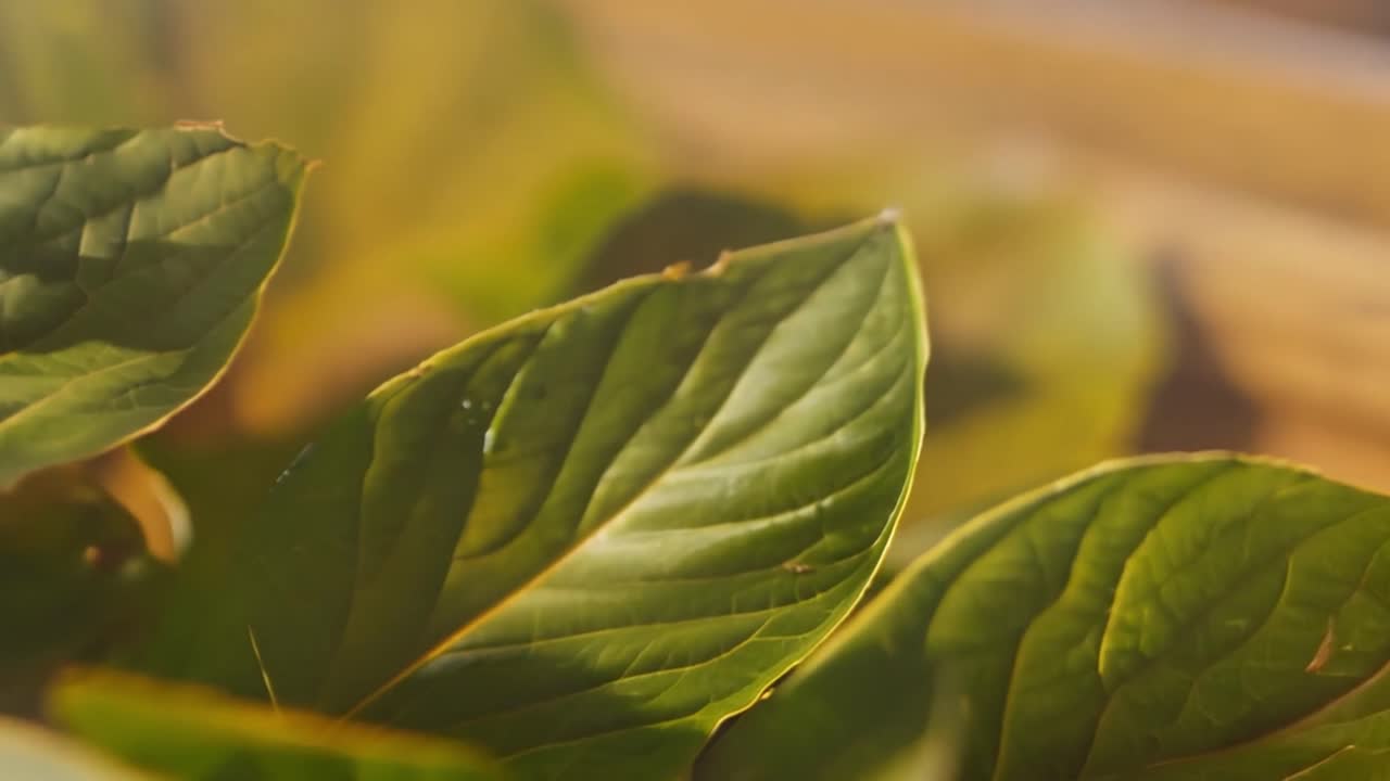 primer plano de las hojas verdes