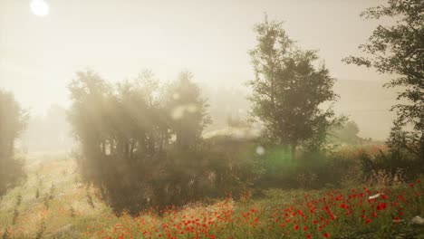 clearing in the forest in sunny summer morning