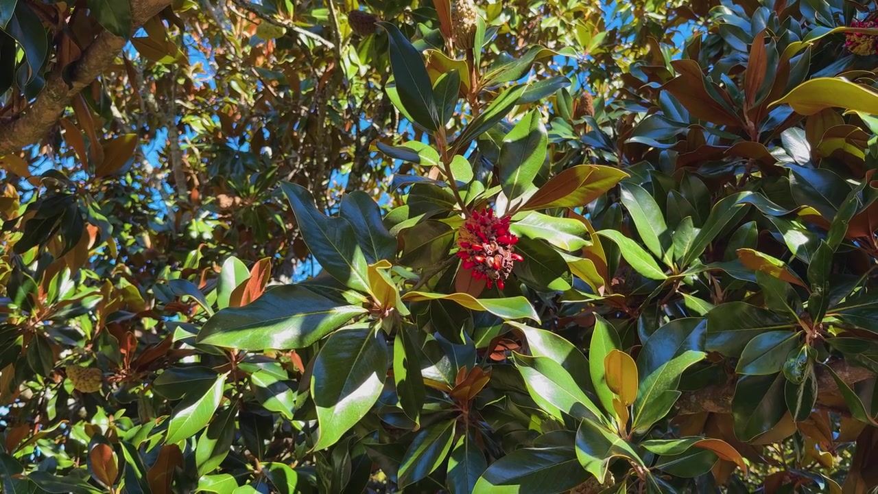Primo piano del baccello di un frutto composto di magnolia grandiflora che sprigiona semi rosso vivo sotto il sole autunnale