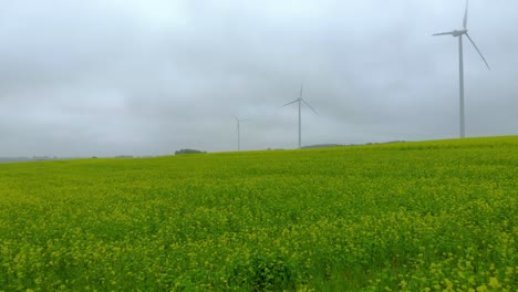 바람 농장 근처의 겨자밭 위의 공중 영상, 풍차는 안개 속의 들판 한가운데 서 있고, 드론 4k의 가을 풍경