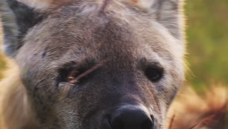 Slow-Motion-of-Hyena-Close-Up-Portrait,-Masai-Mara-Wildlife,-African-Animal-Eyes-Looking-Around-in-Kenya-Africa,-Maasai-Mara-North-Conservancy