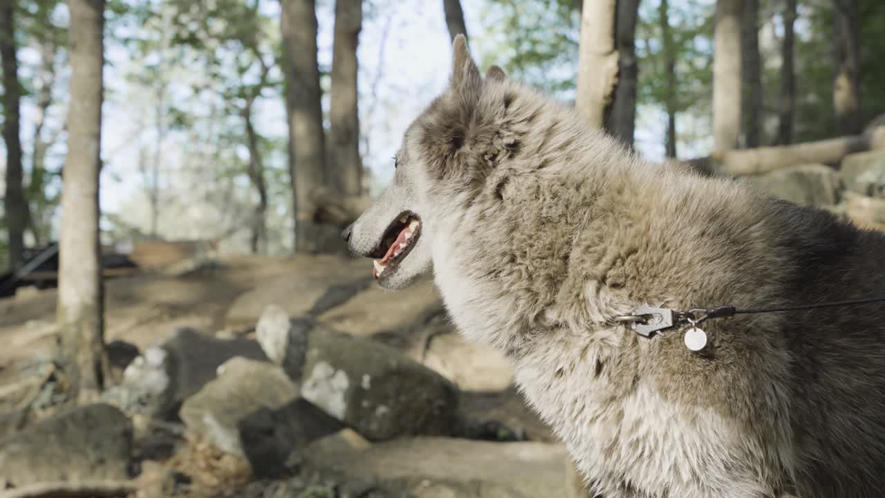 A leashed wolf scans the sun-dappled forest, fur glistening in the light as it stands alert among roots and boulders — a striking mix of calm and instinct.