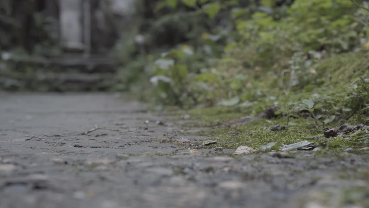 폭우가 다가오고 있습니다 개미들이 움직이기 시작합니다