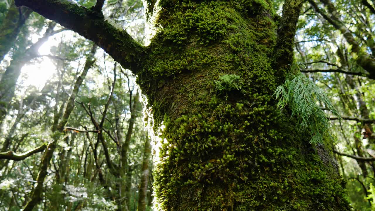 Close up shot of water drops falling down along green mossy covered tree in jungle during sunlight