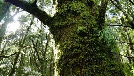 Nahaufnahme-Von-Wassertropfen,-Die-Bei-Sonnenlicht-Entlang-Eines-Grün-Bemoosten-Baumes-Im-Dschungel-Herunterfallen