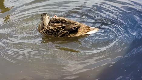 Pato-Mallard-Hembra-Salpicado-Y-Bañándose-En-Un-Lago