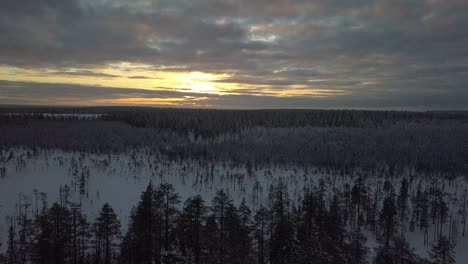 The-frozen-forest-near-Kuusamo-in-Lapland,-Finland