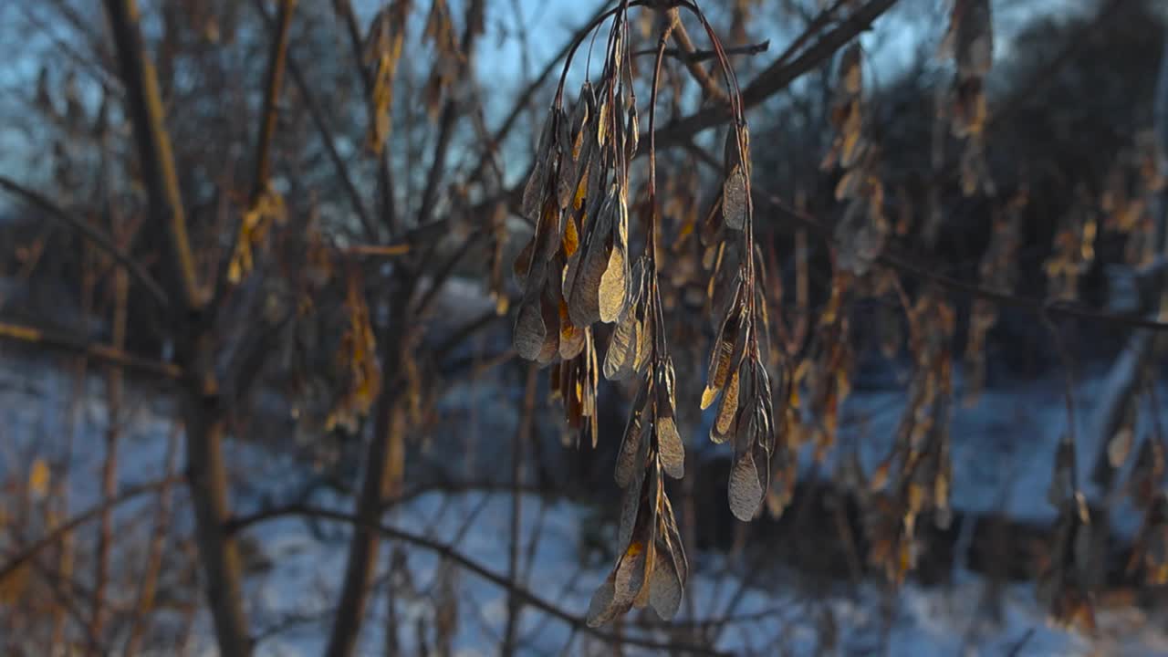 왼쪽에서 오른쪽으로 바람에 느린 동작으로 움직이는 갈색과 건조한 재나무 씨의 파닝 영상, 겨울의 은 날씨에 씨이 날카롭게 초점을 맞추고 배경에 있는 나무와 강이 흐릿합니다.