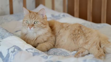 cute curious ginger cat lying in child bed. fluffy pet lying in crib. cozy morning at home