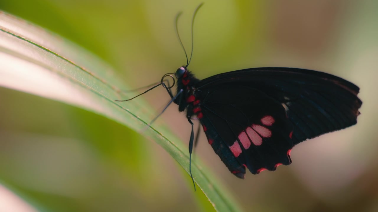 Mariposa cola de golondrina de manchas rubí posada en una hoja y levantando el vuelo