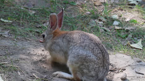 Cute-cottontail-bunny-digs-into-cool-sand,-reclines-on-hot-summer-day