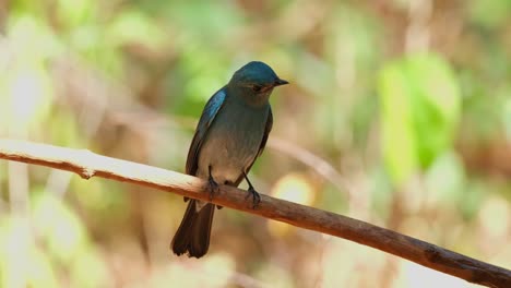 looking down and around while perched on a vine in the middle of the day, verditer flycatcher eumyias thalassinus, thailand