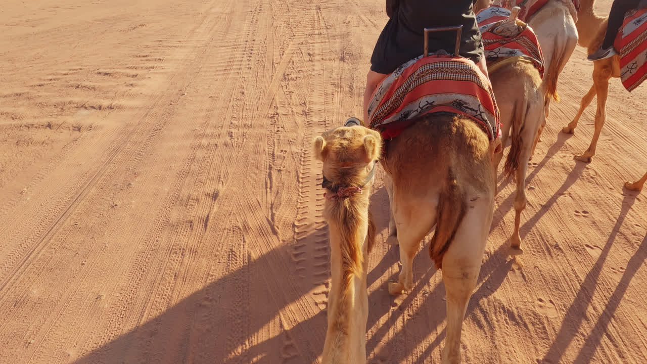 punto de vista de primera persona montando camello en paquete a lo largo de pistas del desierto
