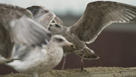 gaviotas con las alas extendidas