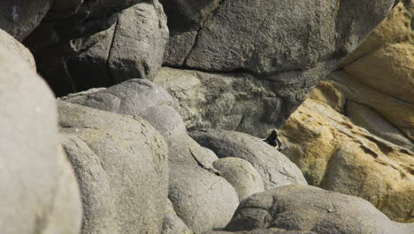 Medium-wide-shot-of-male-Atacamen-Pacific-Iguana-stalking-a-female-on-rocky-ground-in-the-Atacama-Desert,-bright-sunlight