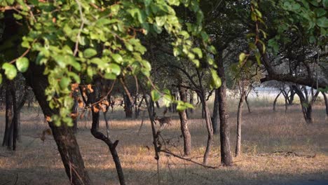 Weibliche-Hirsche,-Die-Tagsüber-In-Der-Wildnis-Des-Ranthambore-nationalparks-In-Indien-Grasen