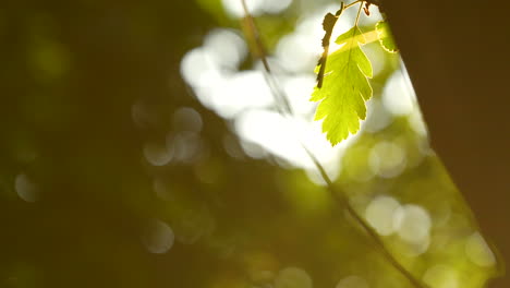 Nahaufnahme-Eines-Gelbgrünen-Eichenblatts,-Das-Von-Goldenen-Stunden-Beleuchtet-Wird