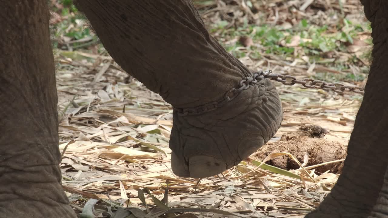 Indischer Elefant mit einer Metallkette am Bein, in einem Elefantencamp in Asien, Thailand.