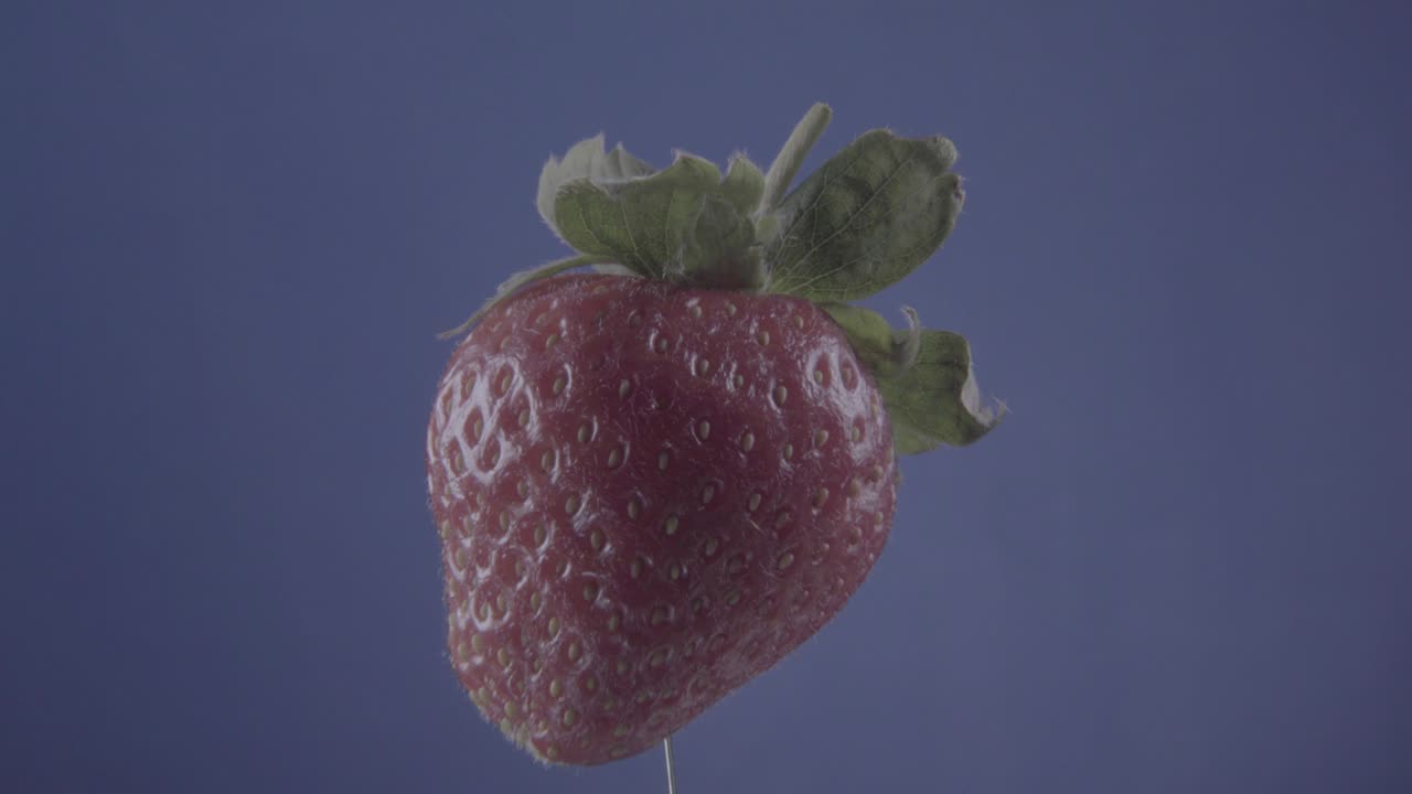 크로마 키를 위해 파란 화면에 루프와 함께 회전하는 딸기