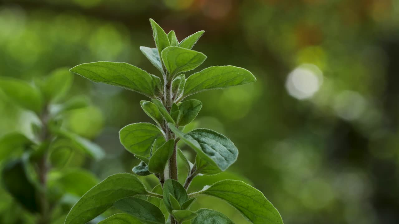 una hermosa planta de mejorana se mueve en el viento durante una toma macro