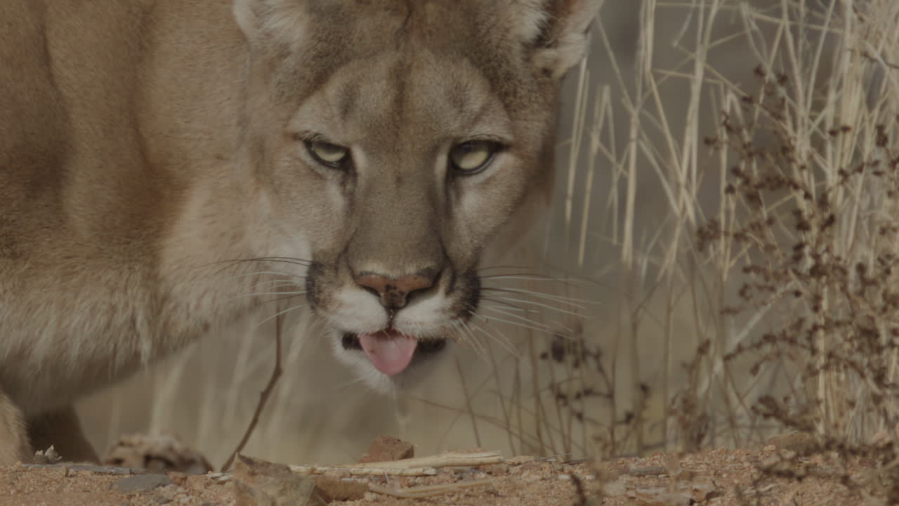 Female mountain lion stalking prey in the style of a Nature Documentary