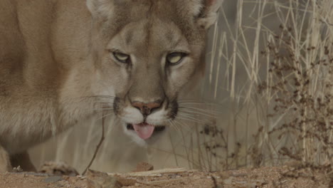 una leona de montaña persiguiendo a su presa al estilo de un documental de naturaleza