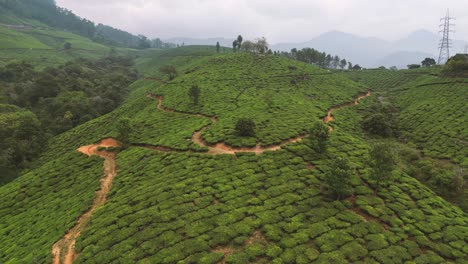 plantaciones de té alrededor de munnar, colinas de plantación de té en el estado de kerala, distrito de idukki, india