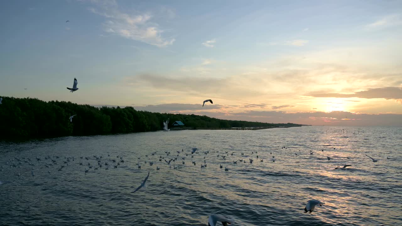 방푸, 사무트 프라칸, 태국에서 날아다니는 해파리.