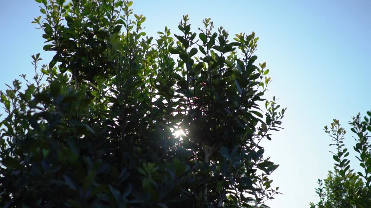 파라과이 호리 (paraguayan holly) 는 인기 있는 예르바 마테 차를 만드는 식물입니다.