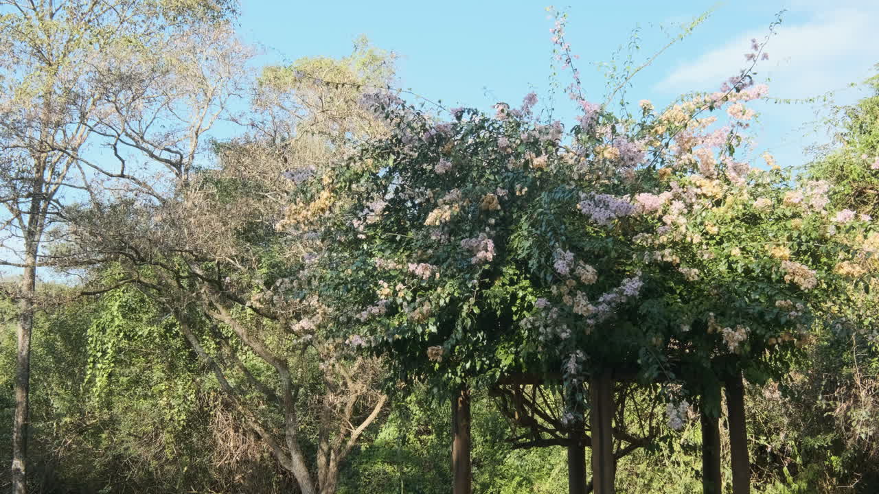 bougainville espectabilis, rosa en el jardín urbano pérgola disparó movimiento variado